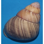 Helicostyla philippinensis